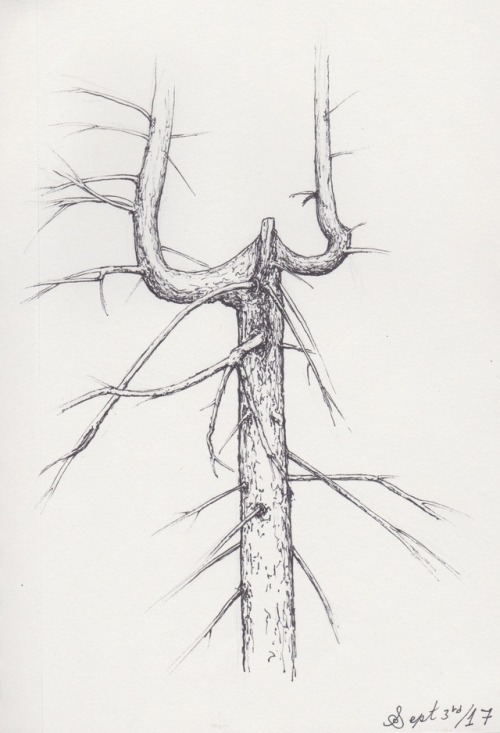 vincents-crows:Weird tree I saw and drew a picture of. It was off the road a bit sort of nearby some