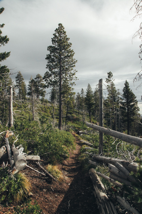 Three-Fingered Jack