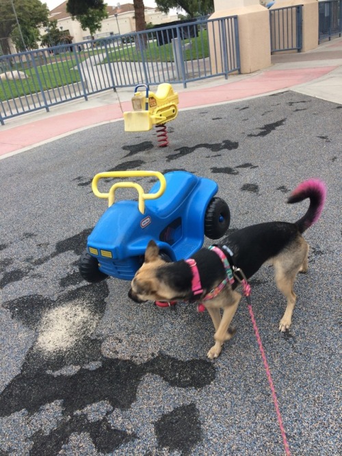 herebelife: valkyriehound: K9 NoseWork practice and class 1. I appreciate that determination to get 