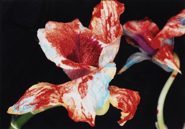 zzzze: Nobuyoshi Araki, ‘Painted Flower’