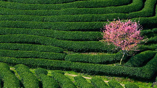 landscapelifescape:  tea farm, Fujan, China  by zhangning 