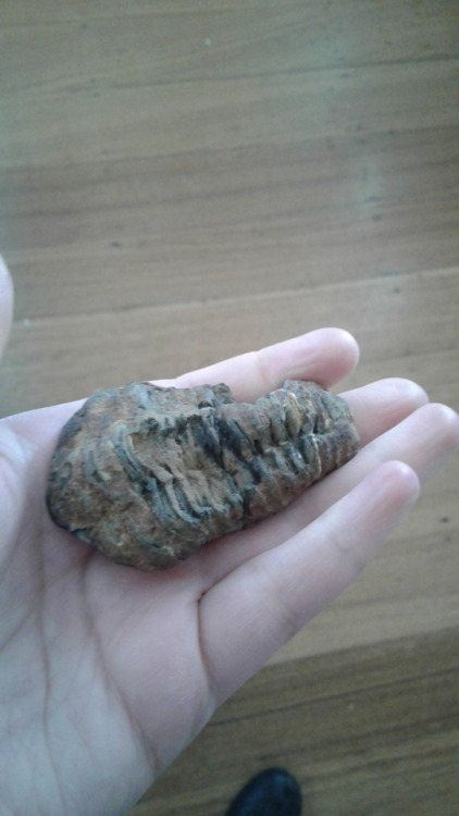 capitanarmandosalazar:@ninjacat1515 some of my fossil collection, consisting of an Ammonite, Trilobi