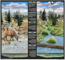 sisterofthewolves:  Picture by California Wolf Center WOLVES’ AFFECT ON YELLOWSTONE ECOSYSTEM The illustration above shows the Yellowstone National Park ecosystem before and after the gray wolves were returned to the wild, starting in 1995.  “So in