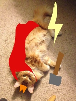 Kitten iz Thor okai.