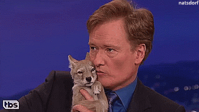 thenatsdorf:  Conan falls in love with a coyote pup. [full video] 