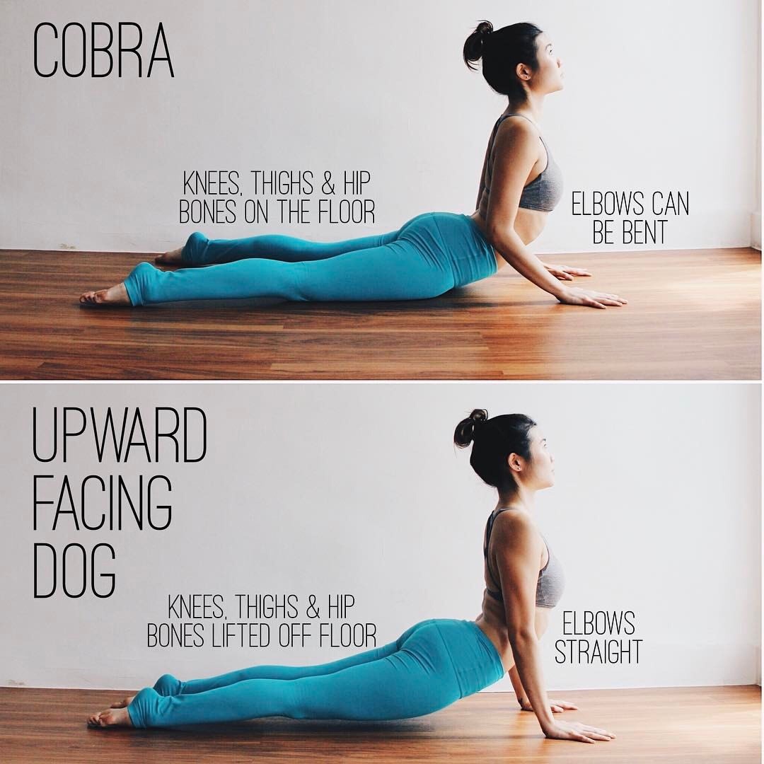 Upward Dog Vs Cobra Upward Dog Vs Cobra