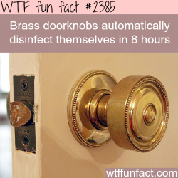 wtf-fun-factss:  Brass doorknobs disinfect