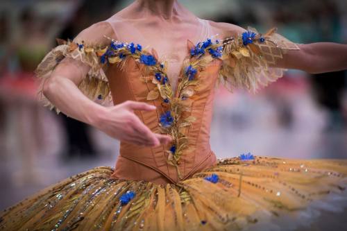 dancingwithbelugawhales:Members of the Australian Ballet in (beautifully) costumed rehearsals for Da