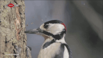 welele:  Un pájaro carpintero en cámara lentaDuele mucho más verlo así, debe