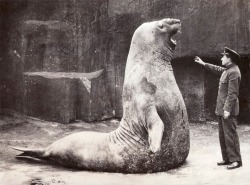 historicaltimes:  Goliath the elephant seal