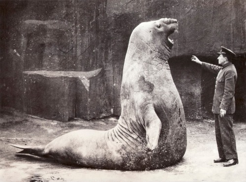 historicaltimes:  Goliath the elephant seal and his keeper at Vincennes Zoo, Paris via reddit 