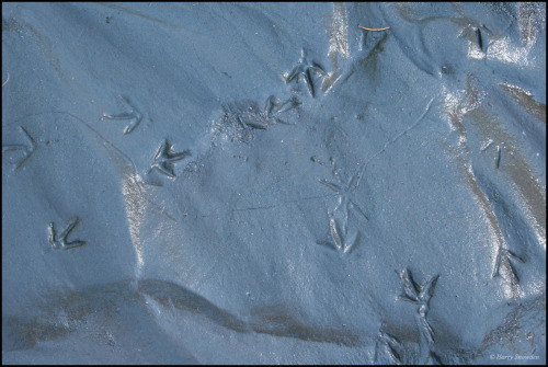 Dippers - Upper Rogue River - OregonHarry Snowden