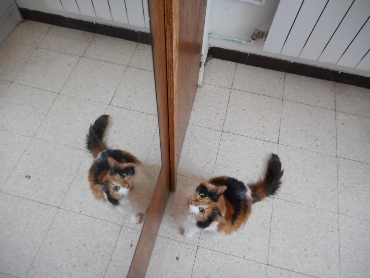 leinaisdreaming: DOUBLE CAT TIME featuring Miranda, the fluffball. I forgot to turn