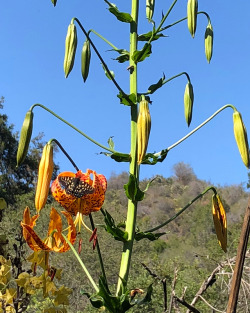 caseyjdady:  A couple weeks ago on this hike; I fell In love with this kind of plant/weed. And yesterday we saw it in bloom. 😍 #cityboynaturelover #wildflowers #socal ✌🏼💚 (at Topanga, California)  Tiger lily 