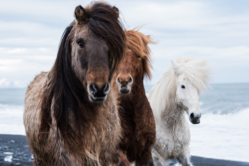 icelandichorsepower: Picture taken by Nick Lauvry