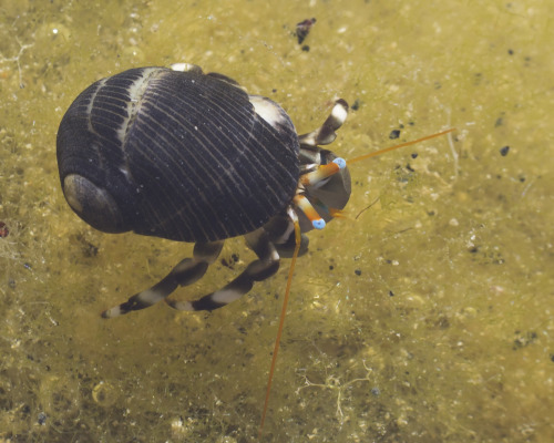 ittybittyvibby:textless:Tiny hermit crabs, Kauai, March 2015.@crabs