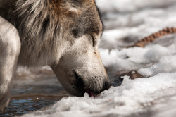 wolveswolves:  Mexican gray wolf (Canis lupus