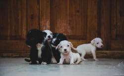 handsomedogs:   We are familly / / Marshel Tucunan     