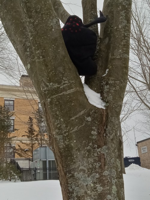 Dreamers, I Am Stuck In A Tree. I Do Not Know How To Get Down.