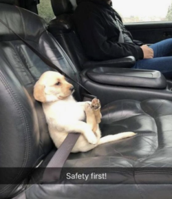 babydogdoo:  The dogs love the car