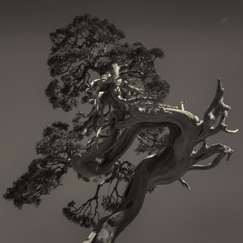 gacougnol:Vesa Pihanurmi Bonsai Study II