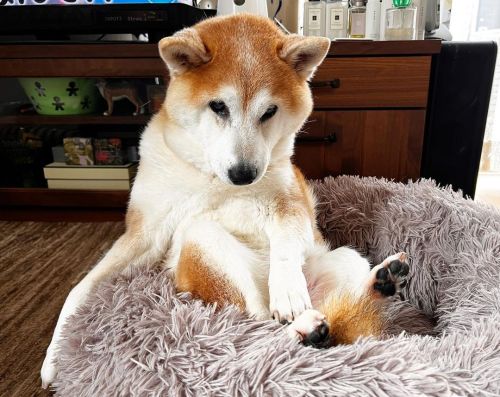 * Unsettled weather. But love you . . 毛が爆発的に抜けますな。#shiba#shibainu#glaucomadog#dogislove#uni#unihal