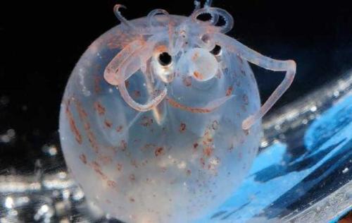 breathinginbiology: The banded piglet squid (Helicocranchia pfefferi) is funnel shaped and grows to 