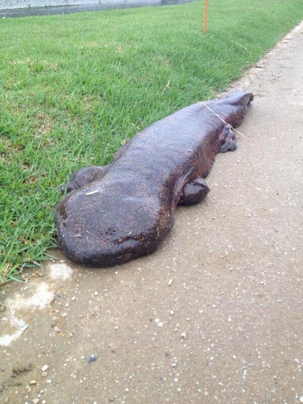 porko-rosso:nippon-com:A giant salamander emerged from Kyoto’s Kamogawa on July