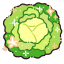 cabbageua