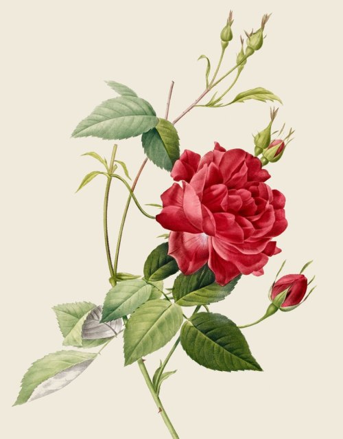 masterpiecesindetail:Roses by Pierre-Joseph Redouté (1759-1840)