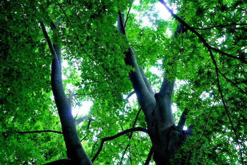 Two Trees and Valley stream by tez guitar