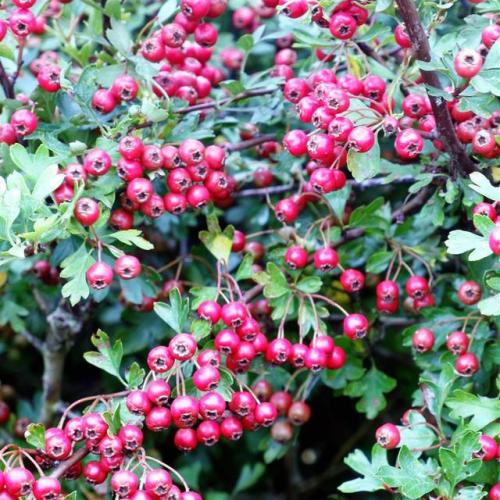 Hawthorn Berries.