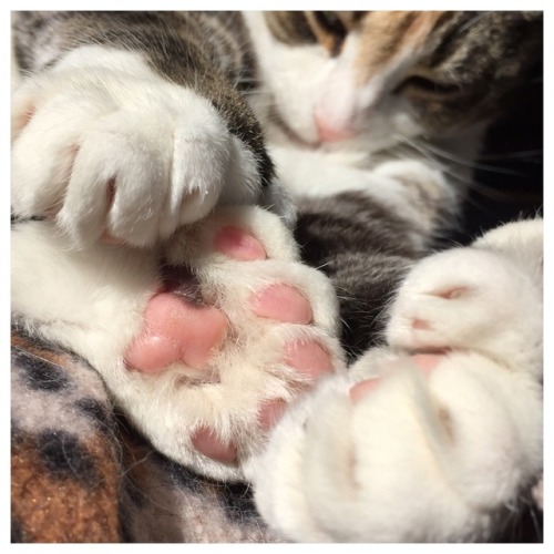 meowedschool:Cat feetses strawberry jelly beans.