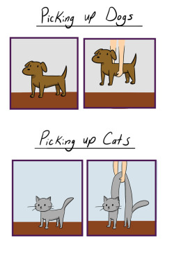 omg-images:Picking up Dogs Vs. Cats