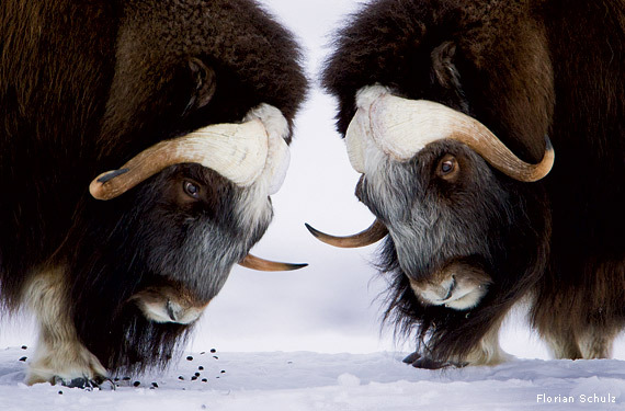 ainawgsd:  Musk Ox The musk ox (Ovibos moschatus) is an Arctic mammal of the family
