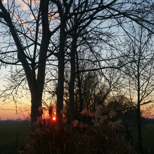 Sunset and Miscanthus giganteus at La Macchina Fissa. Time to cut that down and save some sticks. #m