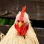 a-chikin