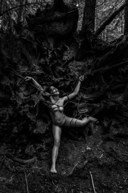 marcuslikesit:  tied into the roots of a toppled redwood tree. Rope #Bondage and Photography by Marcuslikesit 