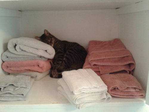 cute-overload:Couldn’t find him until I decided to take a shower