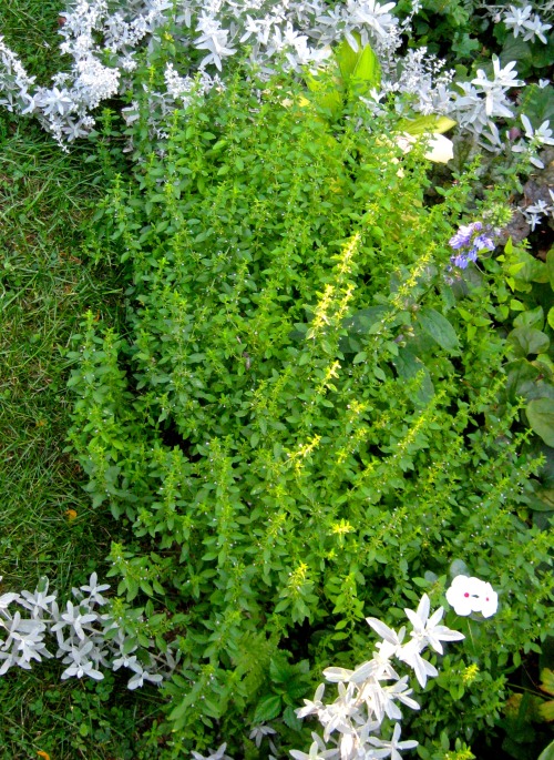 Reblogged for Wildflowers of the US.geopsych:The American pennyroyal, Hedeoma pulegioides, is in blo