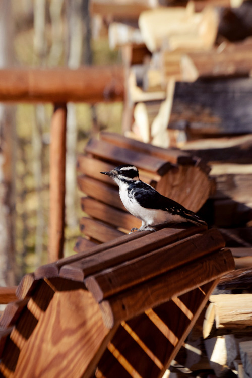 Buzz. Hairy woodpecker. Summit County. Photo by Amber Maitrejean