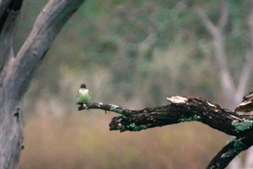 Eastern PhoebeSayornis phoebeConcan, Texas, United States, 2015Garner State Park