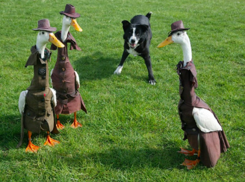 becausebirds:archiemcphee:Hooray! It’s time once again to visit the Duck Fashion Show, where hau