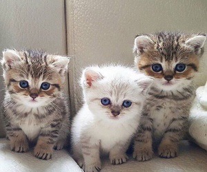 Cutest blog on internet