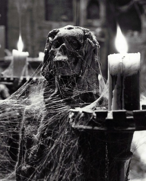dark-recesses-of-the-soul:    ☽ dark, horror, eerie, macabre ☾    