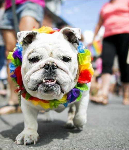 seashellesbians:gay dogs at pride parades being gay