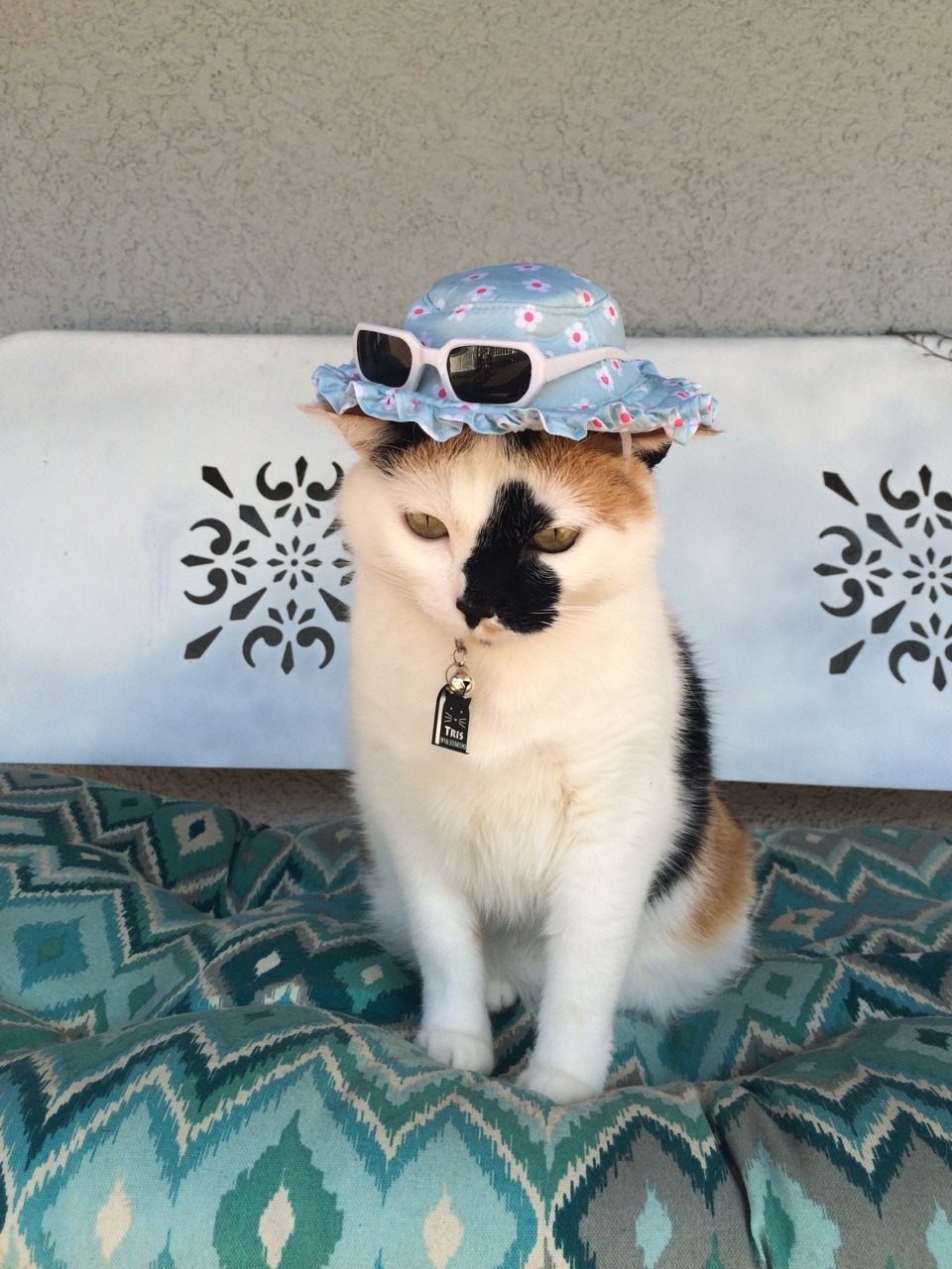 unflatteringcatselfies:  I know this is a page for unflattering cat photos…. But