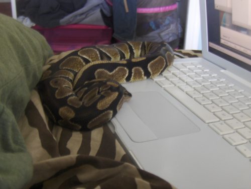 i miss my lil babby D; he liked to curl around my computer because it was hot
