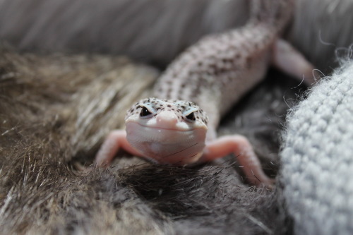 celestial-cometscales:Let me present my out of focus photos, because Thea is too pure and beautiful 