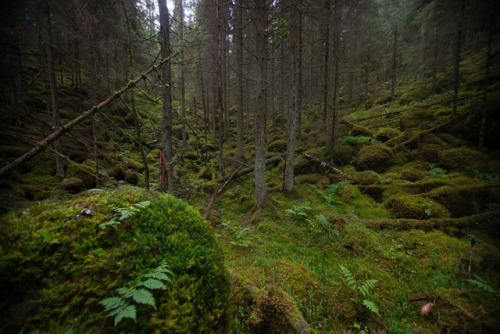 Mossy and stony spruce forest by Tero Laakso